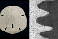 02_Sanddollar_c_James_Nebelsick