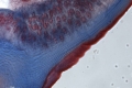 icd-itke_rp2012_14.jpg