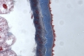 icd-itke_rp2012_15.jpg