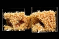 webam_research_04_aa_despartaggregates01_am_tn08.jpg
