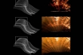 webam_research_05_aa_photolepidote_am_tn05.jpg