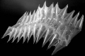 webam_research_04_aa_pneushelter_am_tn01.jpg