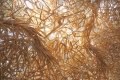webam_research_04_rice_despartaggregates02_am_tn03.jpg